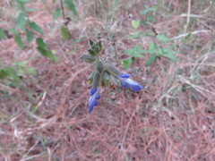 Salvia ramamoorthyana