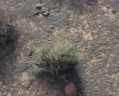 Stipagrostis ciliata capensis