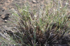 Stipagrostis ciliata capensis
