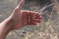 Stipagrostis ciliata capensis