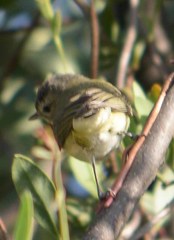 Vireo philadelphicus