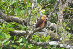 Pelargopsis amauroptera