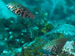 Halichoeres lapillus