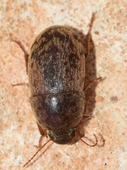 Pseudoseriscius