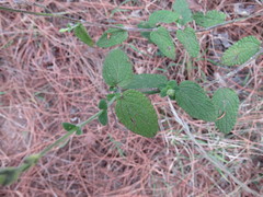 Salvia ramamoorthyana