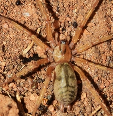 Pterotricha simoni
