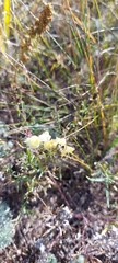 Linaria buriatica