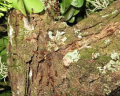 Crematogaster natalensis dulcis