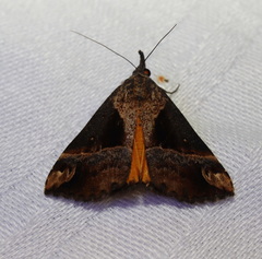 Dichromia quinqualis