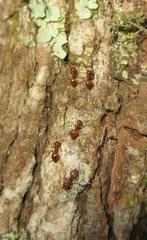 Crematogaster natalensis dulcis