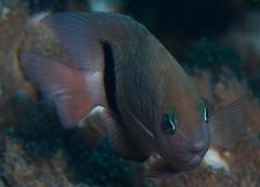 Plectroglyphidodon dickii