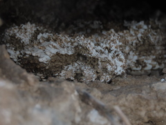 Pseudocerastes urarachnoides