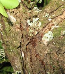 Crematogaster natalensis dulcis