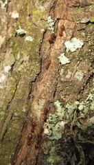 Crematogaster natalensis dulcis