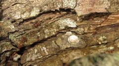 Crematogaster natalensis dulcis