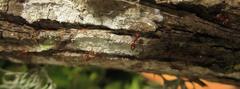 Crematogaster natalensis dulcis