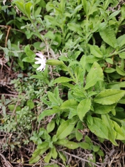 Silene undulata undulata
