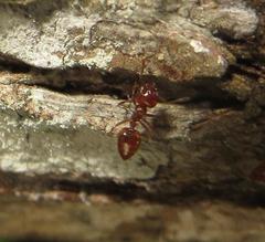 Crematogaster natalensis dulcis