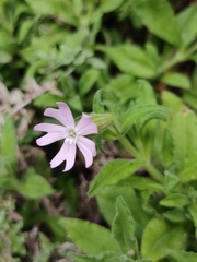 Silene undulata undulata