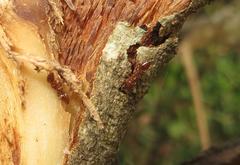 Crematogaster natalensis dulcis