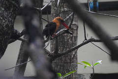 Pelargopsis amauroptera