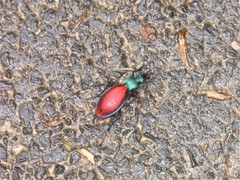 Carabus hispanus
