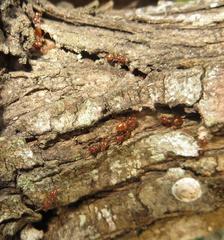 Crematogaster natalensis dulcis