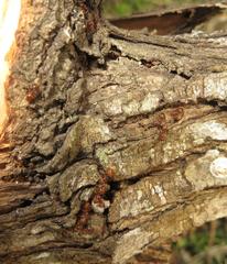 Crematogaster natalensis dulcis