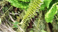 Polystichum lemmonii