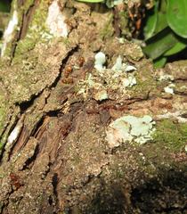 Crematogaster natalensis dulcis