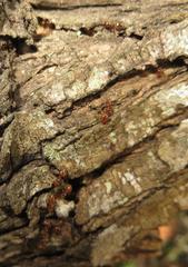 Crematogaster natalensis dulcis