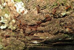 Crematogaster natalensis dulcis