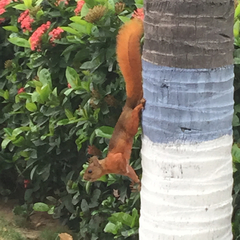 Sciurus granatensis