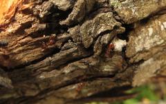 Crematogaster natalensis dulcis