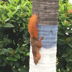 Sciurus granatensis