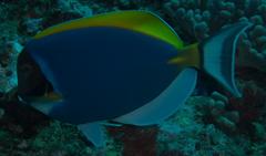 Acanthurus leucosternon