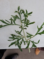 Puccinia chrysanthemi