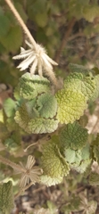Marrubieae