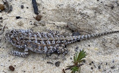 Bight Heath Dragon photo 4