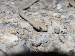 Platyceps rhodorachis