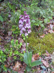 Orchis × hybrida