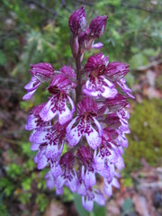 Orchis × hybrida