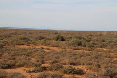 Delosperma multiflorum