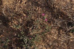 Delosperma multiflorum