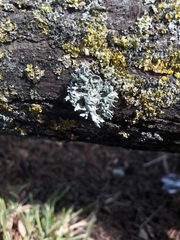 Ramalina canariensis