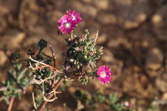 Delosperma multiflorum