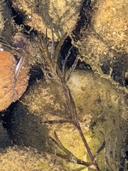Najas guadalupensis