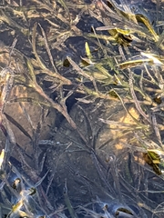 Najas guadalupensis
