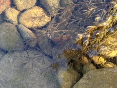 Najas guadalupensis