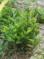Tradescantia pallida